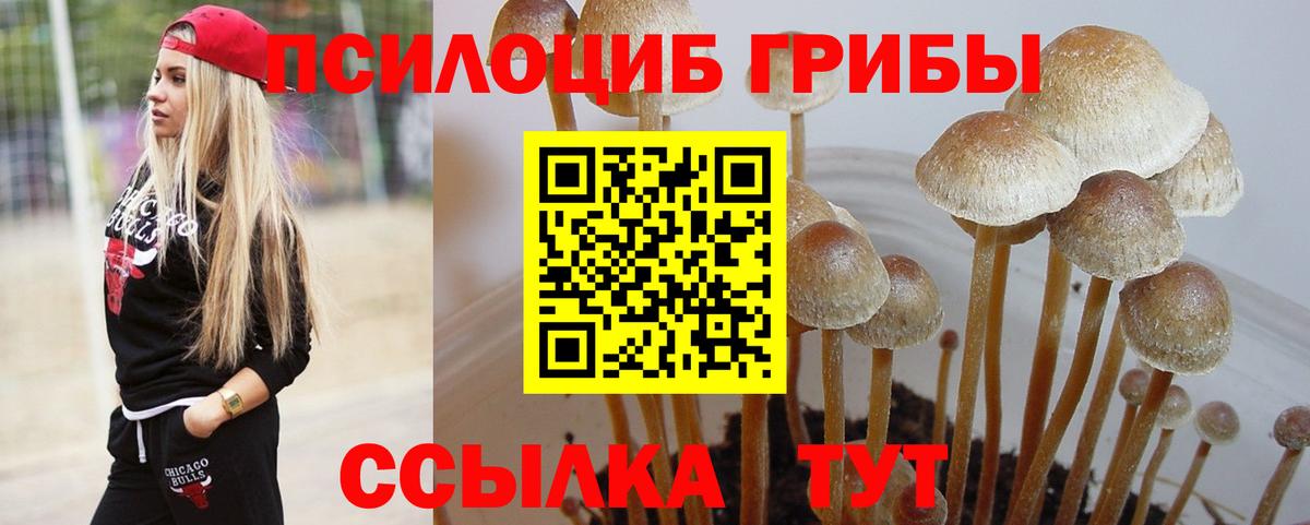 Мурманск  купить закладку  Вход с VPN  Псилоцибиновые грибы мицелий  Псилоцибиновые грибы прущие грибы 
